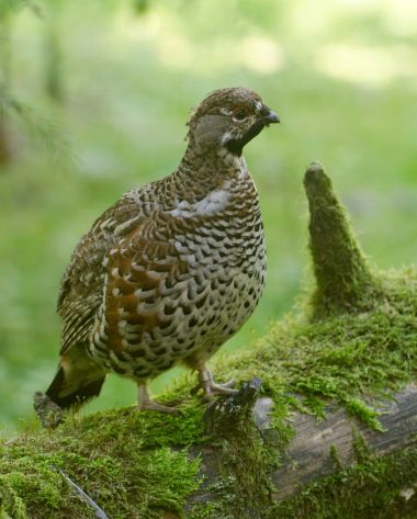 Haselhuhn in einer grünen Landschaft