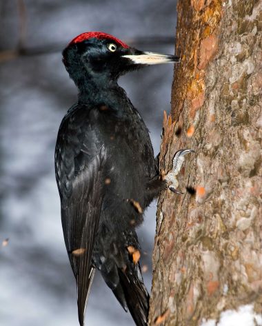 Schwarzspecht an einem Baum